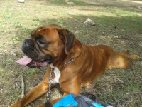 /album/les-anciens-pensionnaires/a20150417-151126-jpg/