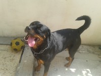 /album/les-anciens-pensionnaires/a20150717-120438-jpg/